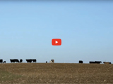 Image of cows in a field with blue sky and red video play button