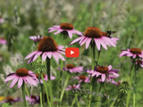image of pink flowers in a field and red video play button