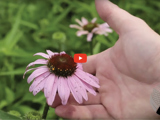 image of a pink flower and a hand holding that flower and a red video play button