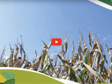 Image of cornfield with blue sky and red video play button