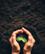 dark soil with two hands holding dirt and a plant growing out of the soil