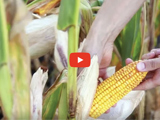 image of a farmer showing a cornstalk and corn and red video play button